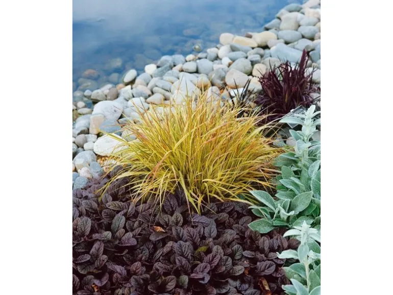 Carex Sylvatica Wald-Segge Ca. 9x9 cm Topf