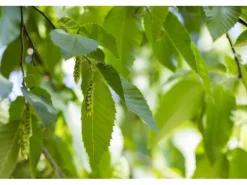 Carpinus betulus 80-100 cm 3 Liter Topf