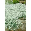 Cerastium Tomentosum Silberteppich Weiß Ca. 9x9 cm Topf