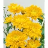 Chrysanthemum X Hort. Bienchen Gartenchrysantheme Ca. 9x9 cm Topf