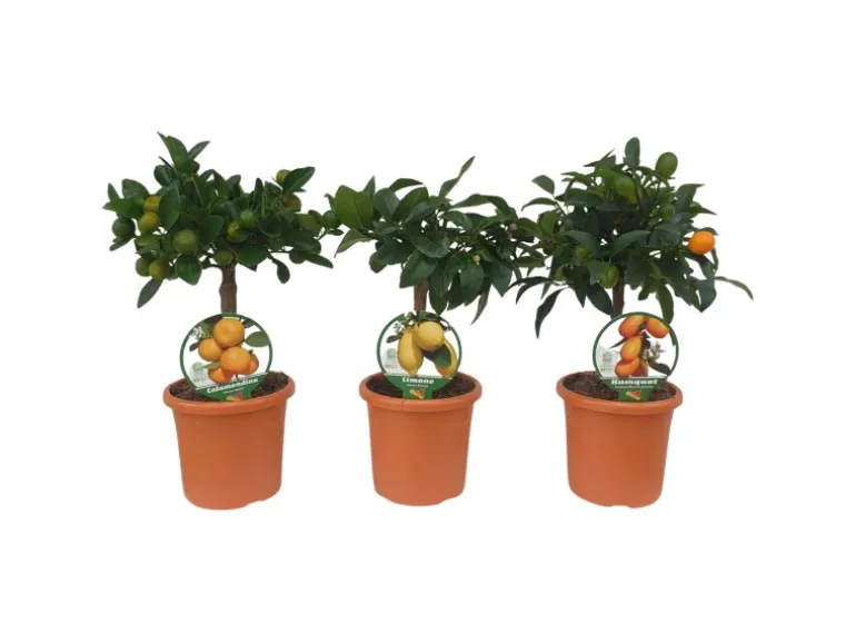 Citrus Mix Stamm Sortenauswahl Höhe ca. 20 - 40 cm Topf-Ø ca. 15 cm Citrus