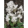 Colchicum Autumnale Album Herbstzeitlose Ca. 11x11 cm Topf