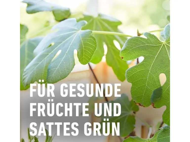 Compo Bio Zitruspflanzendünger 500 ml