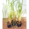 Cortaderia Selloana Pampasgras Silbrig-Weiß Ca. 12 cm Topf