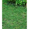 Cotoneaster Dammeri Frieders Evergreen Immergrün Ca. 9x9 cm Topf