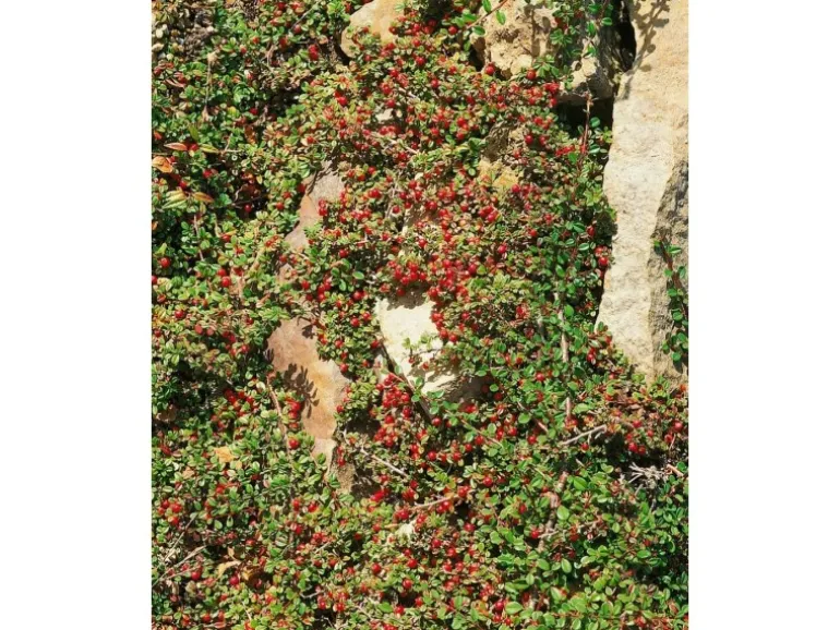 Cotoneaster Microphyllus Streibs Findling Ca. 9x9 cm Topf Immergrün