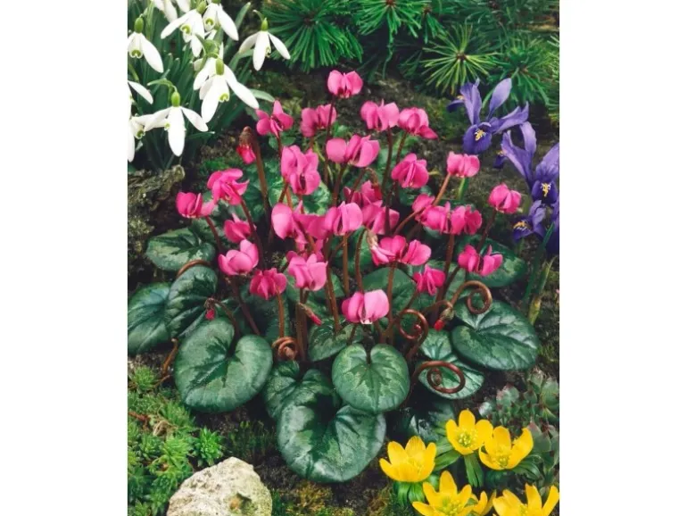 Cyclamen Coum Ssp.coum Vorfrühlings-Alpenveilchen Ca. 9x9 cm Topf