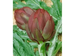 Cynara Scolymus Artischocke Ca. 11x11 cm Topf