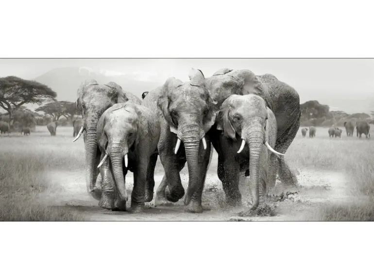 Deco Panel Anonymus Elephant Herd 117 cm x 49 cm