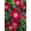 Delosperma Congestum Mittagsblume Gelb Ca. 9x9 cm Topf