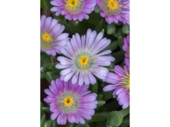 Delosperma Congestum Mittagsblume Gelb Ca. 9x9 cm Topf