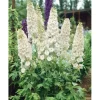 Delphinium Pacific Galahad Rittersporn Ca. 11x11 cm Topf