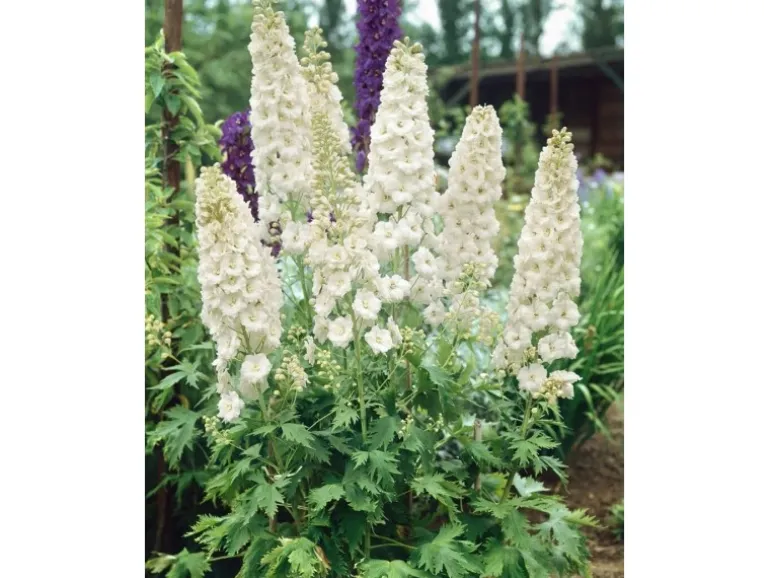 Delphinium Pacific Galahad Rittersporn Ca. 11x11 cm Topf