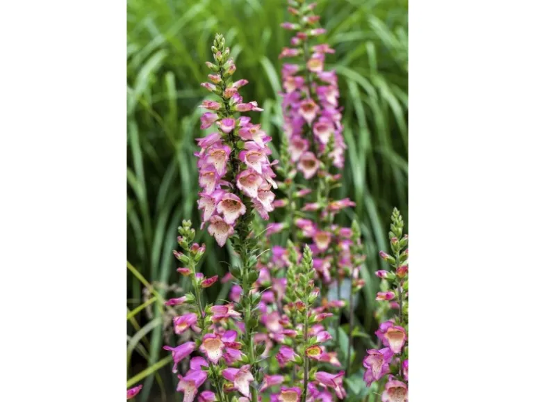 Digitalis Purpurea Roter Fingerhut Ca. 9x9 cm Topf