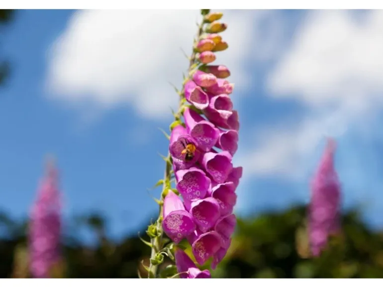Digitalis Purpurea Roter Fingerhut Ca. 9x9 cm Topf