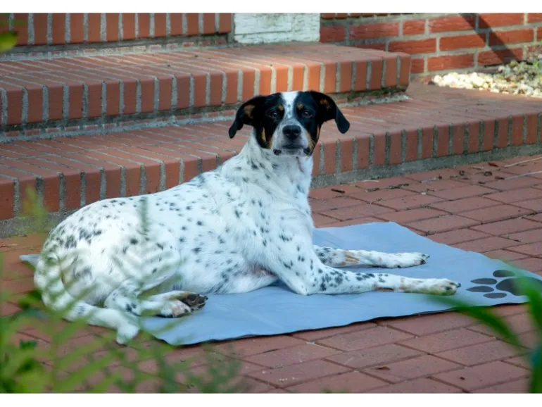 Dobar Große Kühlmatte für Hunde mit Pfoten Muster 99,5 x 70 cm Grau