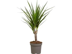 Drachenbaum Höhe ca. 115 cm Topf-Ø 24 cm Dracaena marginata