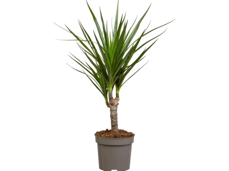 Drachenbaum Höhe ca. 115 cm Topf-Ø 24 cm Dracaena marginata