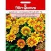 Dürr Samen Gazania Daybreak Red Stripe F1 Einjährig Saatgut