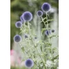 Echinops Ritro Kugeldistel Ca. 9x9 cm Topf