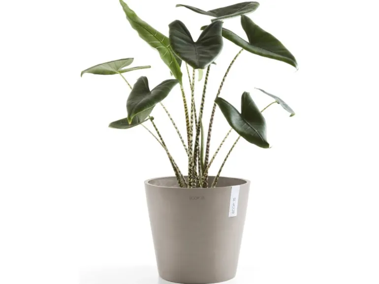 Ecopots Pflanztopf Amsterdam Braungrau 30 cm