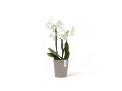 Ecopots Pflanztopf Morinda Braungrau 11 cm x 12,4 cm