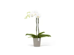 Ecopots Pflanztopf Morinda Braungrau 14,2 cm x 16 cm