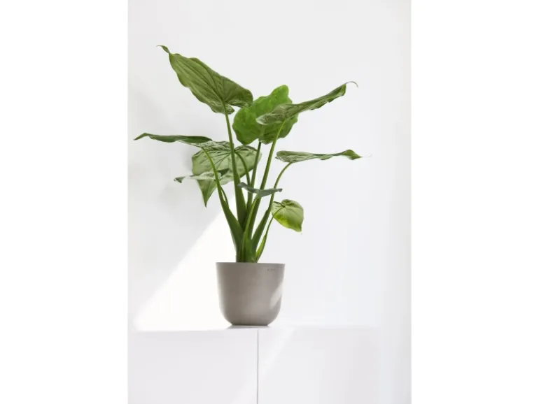 Ecopots Pflanztopf Oslo Mini Braungrau 19 cm x 16,5 cm