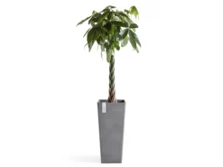 Ecopots Pflanztopf Rotterdam High 32,5 cm x 32,5 cm Grau
