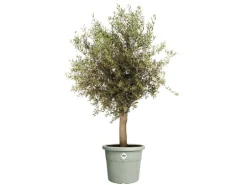 Elho Blumentopf Algarve Cilindro Ø 40 cm x 33 cm Grün