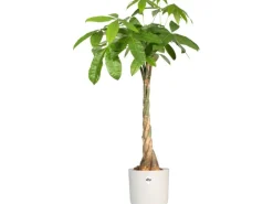 Elho Blumentopf B.For Soft Rund Ø 13,8 cm Weiß