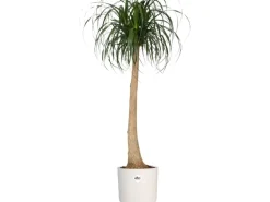 Elho Blumentopf B.For Soft Rund Ø 13,8 cm Weiß