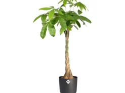 Elho Blumentopf B.For Soft Rund Ø 29,5 cm Anthrazit