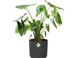 Elho Blumentopf B.For Soft Rund Ø 18,3 cm Anthrazit