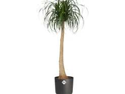 Elho Blumentopf B.For Soft Rund Ø 18,3 cm Anthrazit