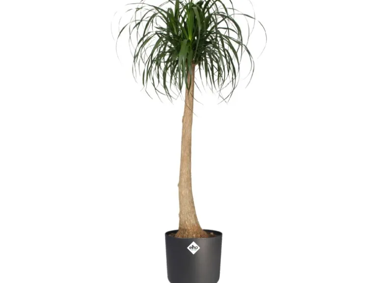 Elho Blumentopf B.For Soft Rund Ø 18,3 cm Anthrazit