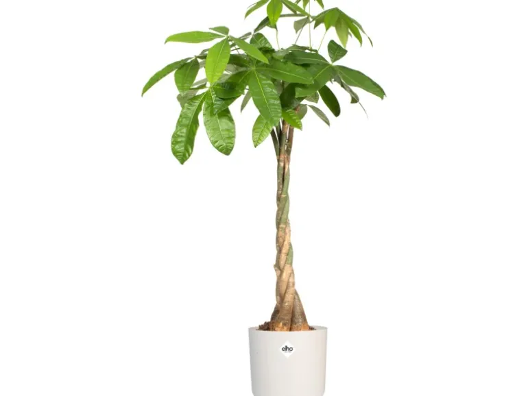 Elho Blumentopf B.For Soft Rund Ø 18,3 cm Weiß