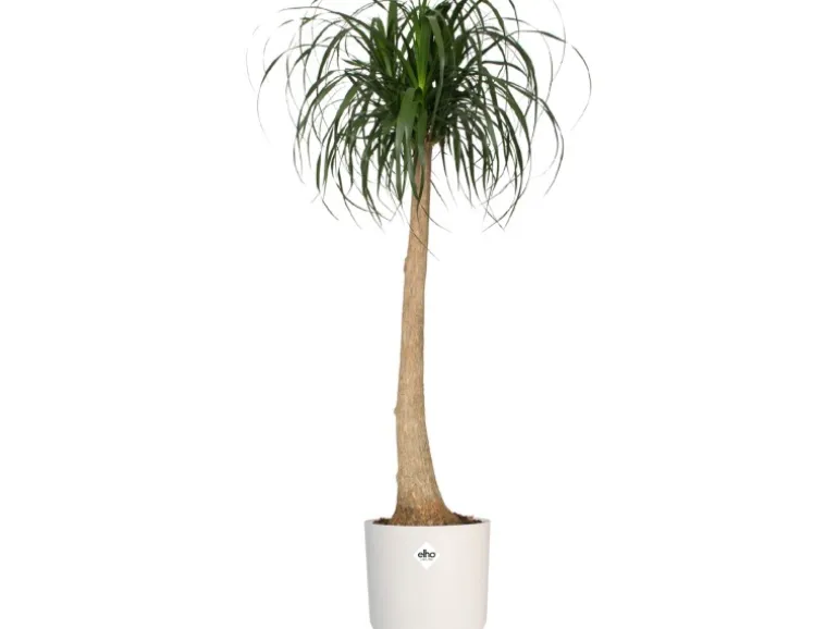 Elho Blumentopf B.For Soft Rund Ø 16 cm Weiß