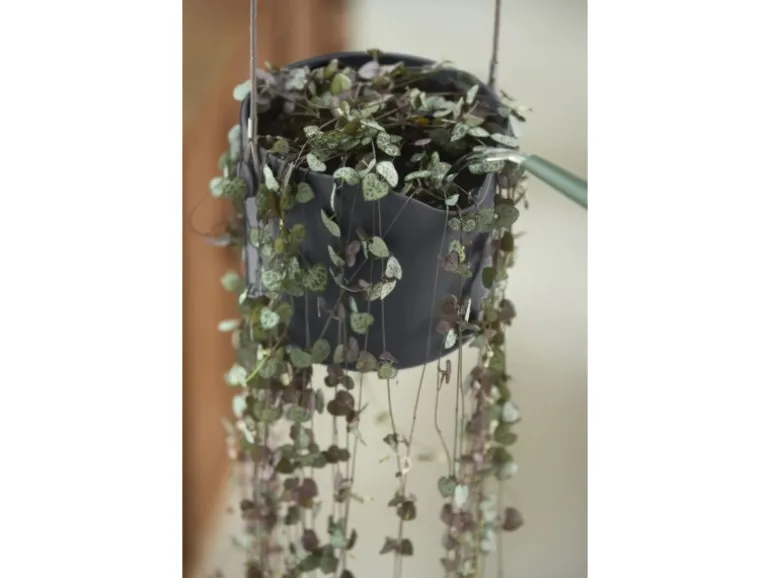 Elho Blumentopf B.For Swing Ø 18 cm Anthrazit