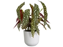 Elho Blumentopf Jazz Ø 16,5 cm x 15,3 cm Weiß Seidenglanz