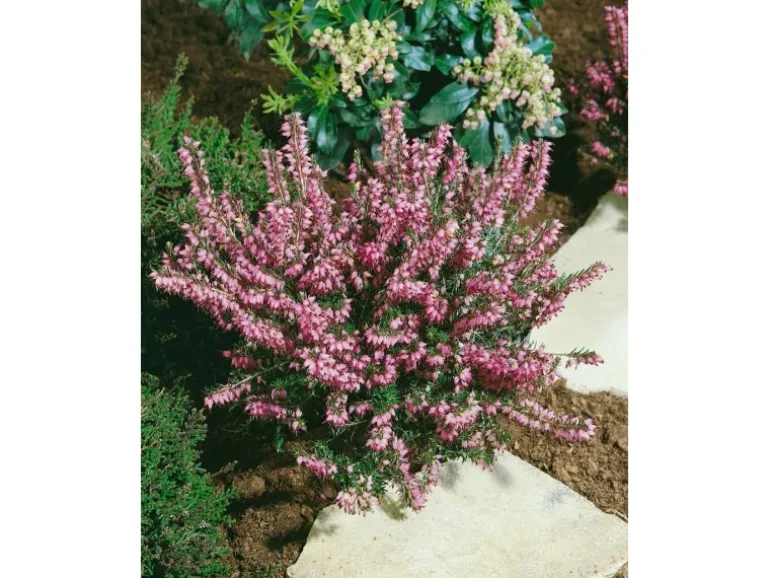 Erica Darleyensis Winterheide Rosa Ca. 11x11 cm Topf