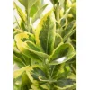 Euonymus Japonicus Microphyl.Aureovar. Gelbgrün Ca. 9x9 cm Topf