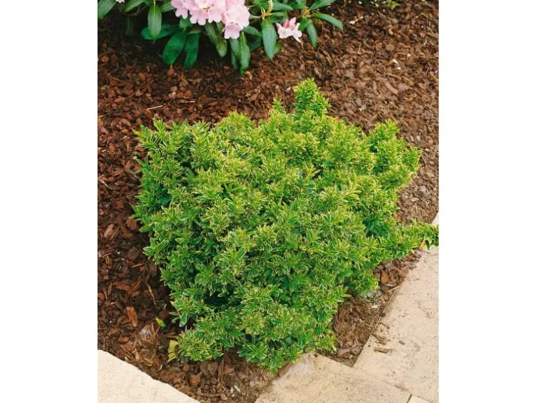 Euonymus Japonicus Microphyl.Aureovar. Gelbgrün Ca. 9x9 cm Topf