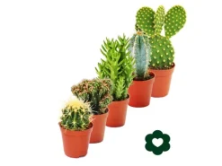 Exotenherz 5 Verschiedene Kakteen im Set 5,5cm Topf