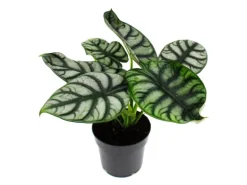 Exotenherz Alocasia Baginda Silver Dragon Tropenwurz Alokasie Silbernes Drachenschuppenpfeilblatt 12cm Topf
