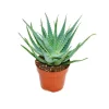Exotenherz Aloe Aborescens im 19cm Topf