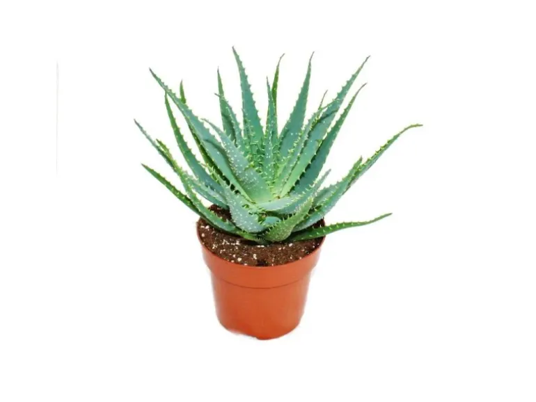 Exotenherz Aloe Aborescens im 19cm Topf