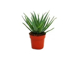Exotenherz Aloe Aborescens im 19cm Topf