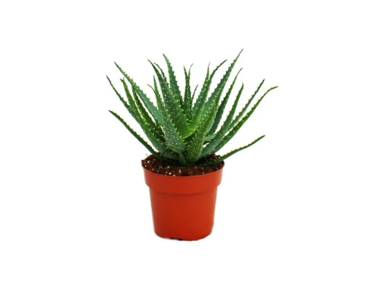 Exotenherz Aloe Aborescens im 19cm Topf