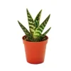 Exotenherz Aloe Variegata Tiger-Aloe Kleine Pflanze im 5,5cm Topf